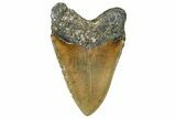 Serrated, Fossil Megalodon Tooth - North Carolina #319895-2
